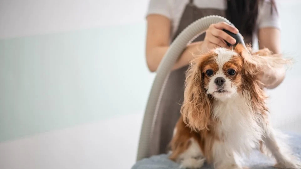 Powerful Canine Hair Dryers for Thick Jackets and Long Locks post thumbnail image